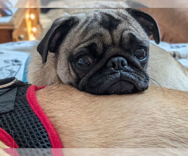 Medium Photo #3 Pug Puppy For Sale in Indianapolis, IN, USA
