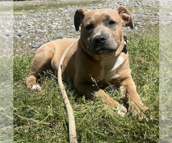 Medium Photo #1 Labrador Retriever-Unknown Mix Puppy For Sale in Wetumpka, AL, USA