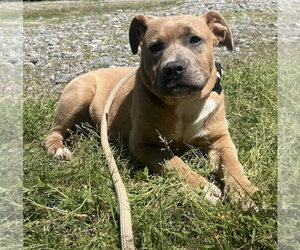 Labrador Retriever-Unknown Mix Dogs for adoption in Wetumpka, AL, USA