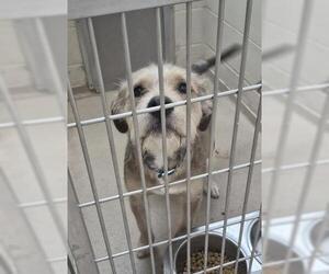 Airedale Terrier-Unknown Mix Dogs for adoption in Decatur, IL, USA