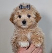 Puppy 5 Maltese-Poodle (Toy) Mix