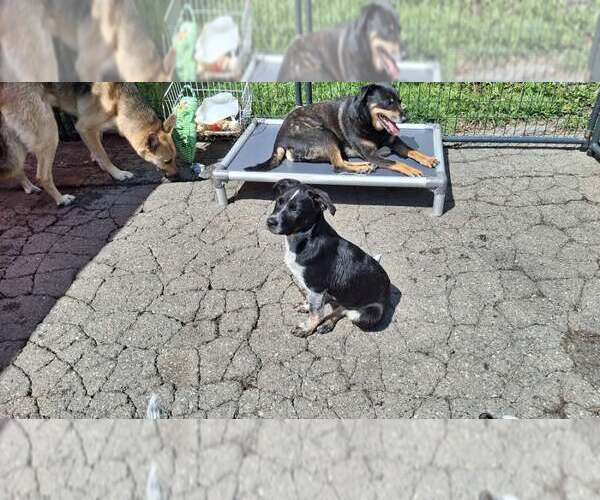 Medium Photo #8 Mutt Puppy For Sale in Sebec, ME, USA