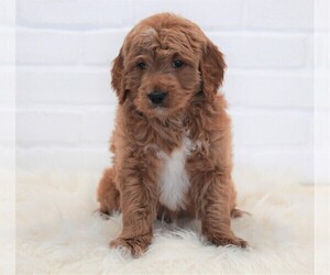 Goldendoodle Puppy for sale in APPLE CREEK, OH, USA
