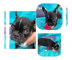 Small Photo #1 French Bulldog Puppy For Sale in SAINT AUGUSTINE, FL, USA