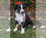 Small #1 Australian Shepherd