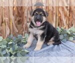 Small #1 German Shepherd Dog