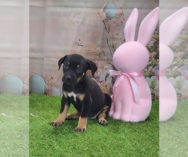 Medium Photo #1 Catahoula Leopard Dog Puppy For Sale in CUMBY, TX, USA