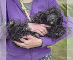 Small Photo #5 Maltese-Unknown Mix Puppy For Sale in Huntley, IL, USA