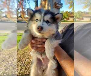 Siberian Husky Puppy for sale in RIVERSIDE, CA, USA