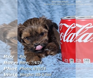 Shorkie Tzu Puppy for sale in TEMPE, AZ, USA