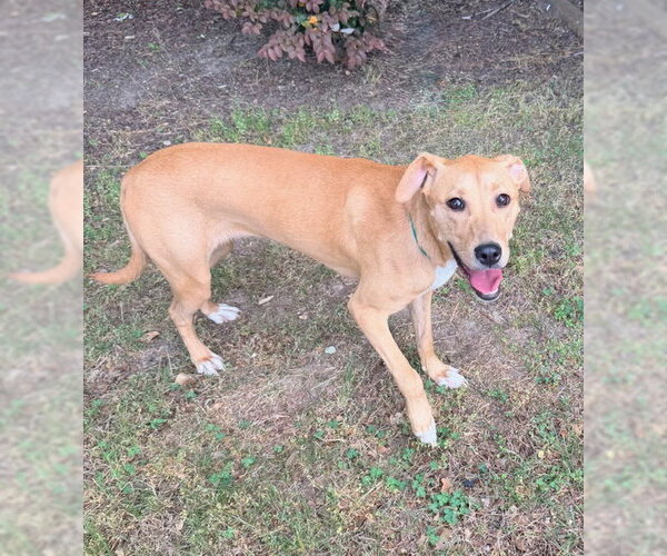 Medium Photo #1 Mutt Puppy For Sale in Raleigh, NC, USA