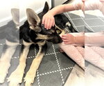 Small #5 German Shepherd Dog