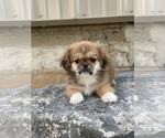 Small Photo #6 Pekingese Puppy For Sale in CANOGA, NY, USA