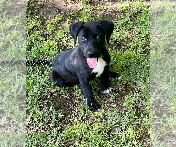 Medium Photo #2 Labrador Retriever-Unknown Mix Puppy For Sale in Rockaway, NJ, USA