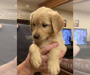 Golden Retriever Puppy for Sale in BONNERS FERRY, Idaho USA