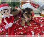 Small Photo #7 Morkie-Yorkshire Terrier Mix Puppy For Sale in CAPE CORAL, FL, USA