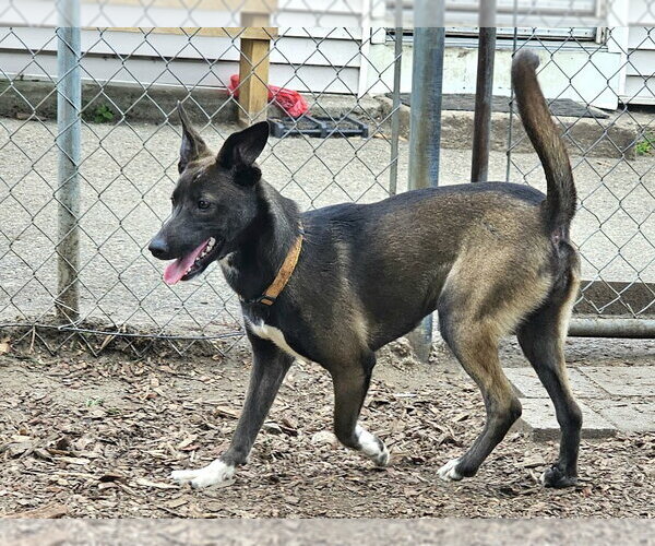 Medium Photo #1 Feist Terrier-Unknown Mix Puppy For Sale in Bloomingdale, NJ, USA