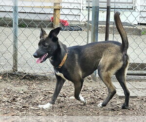 Feist Terrier-Unknown Mix Dogs for adoption in Bloomingdale, NJ, USA