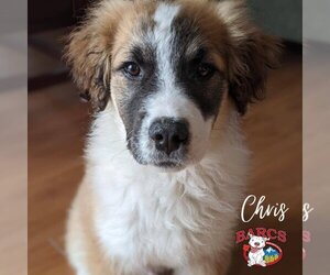 Chris - Male Collie-Unknown Mix Dog for Adoption - Photo #3