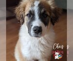 Small #2 Collie Mix