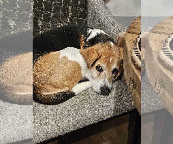 Medium Photo #3 Beagle-Unknown Mix Puppy For Sale in Farmington, MN, USA