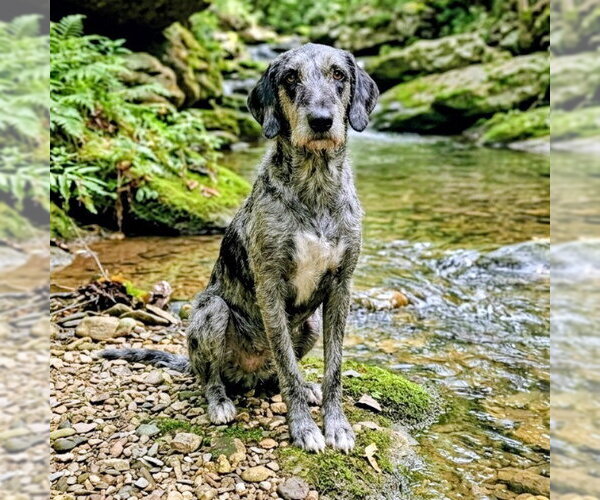 Medium Photo #1 Great Dane-Poodle (Standard) Mix Puppy For Sale in Vail, AZ, USA