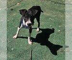 Small #1 Mutt