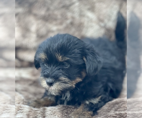 Medium Photo #1 Shorkie Tzu Puppy For Sale in LEE, FL, USA