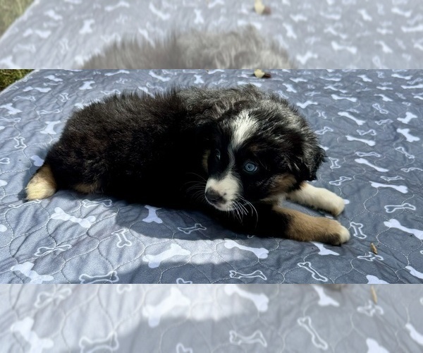 Medium Photo #107 Miniature Australian Shepherd Puppy For Sale in SALISBURY, NC, USA
