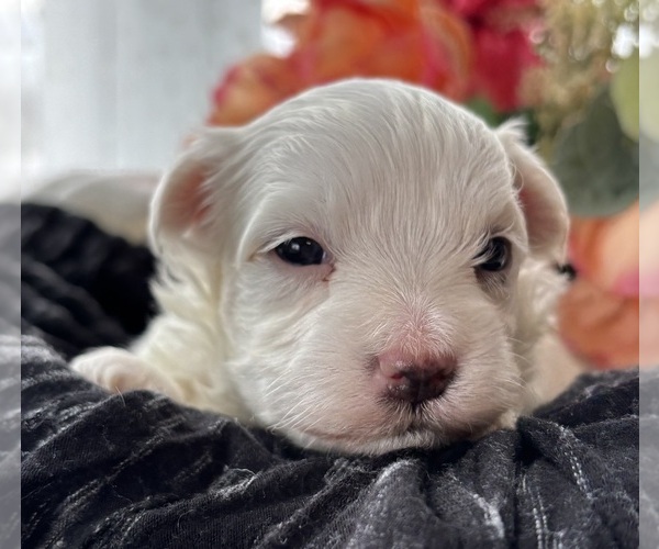 Medium Photo #2 Morkie Puppy For Sale in ROCK STREAM, NY, USA