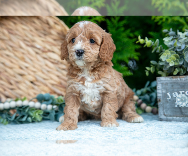 Medium Photo #5 Cavapoo Puppy For Sale in KIRKWOOD, PA, USA