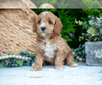 Small #4 Cavapoo