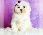 Puppy Luca AKC Maltese