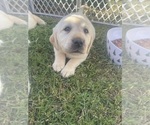 Small Photo #11 Labrador Retriever Puppy For Sale in CHURCH HILL, TN, USA