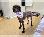 Small #4 Poodle (Standard) Mix
