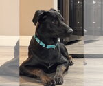 Small Mutt