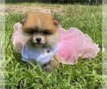 Small Photo #14 Pomeranian Puppy For Sale in WEST PALM BEACH, FL, USA