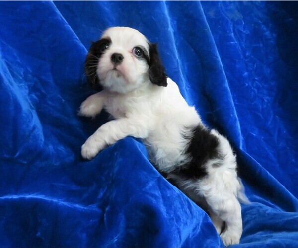 Medium Photo #7 Cavalier King Charles Spaniel Puppy For Sale in NORWOOD, MO, USA