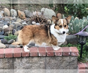 Mother of the Pembroke Welsh Corgi puppies born on 11/09/2023