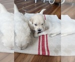 Small #7 Golden Retriever
