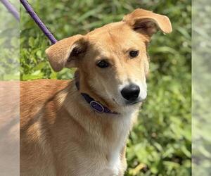 Labrador Retriever Dogs for adoption in Canfield, OH, USA
