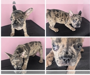 French Bulldog Puppy for sale in RIVERSIDE, CA, USA