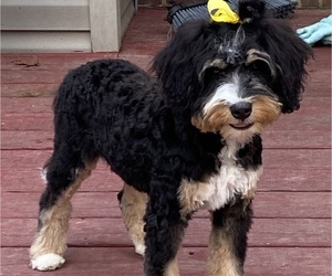 Miniature Bernedoodle Puppy for sale in CHELSEA, AL, USA