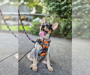 Australian Shepherd-Unknown Mix Dogs for adoption in Garden City, NY, USA