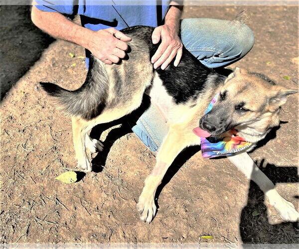 Medium Photo #6 German Shepherd Dog-Unknown Mix Puppy For Sale in Godley, TX, USA