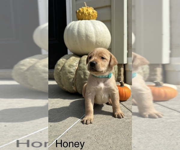 Medium Photo #2 Labrador Retriever Puppy For Sale in FREDERICKSBG, OH, USA