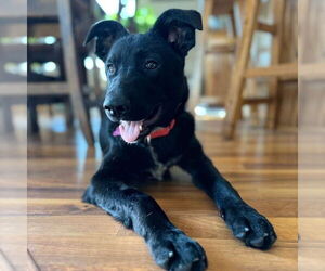 Border Collie-Unknown Mix Dogs for adoption in Fargo, ND, USA