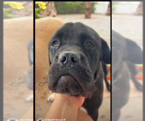 Mastiff Dogs for adoption in Goodyear, AZ, USA