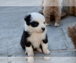 Puppy Puppy 3 panda Australian Shepherd
