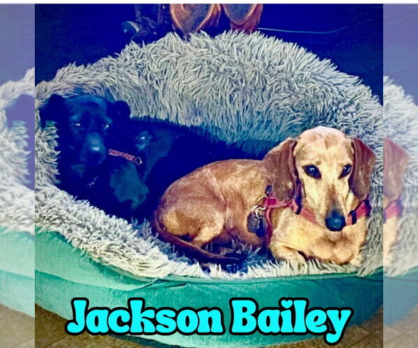 Medium Photo #4 Chiweenie Puppy For Sale in San Antonio, TX, USA